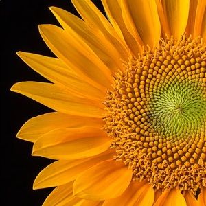 Meet your Posher, Nanshelle